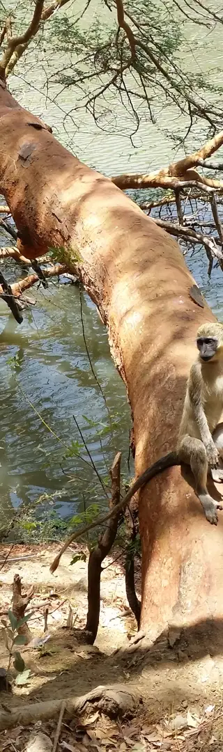 Réserve de Bandia